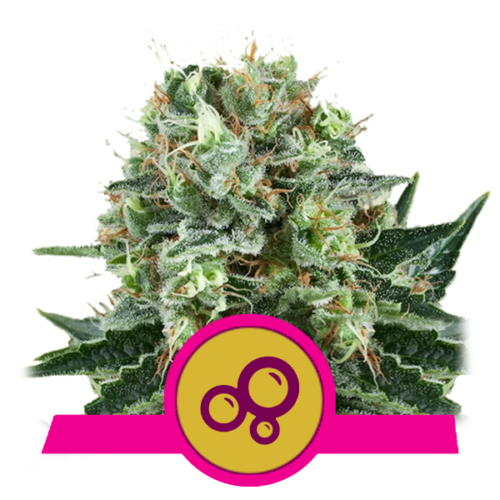 RQS - Bubble Kush