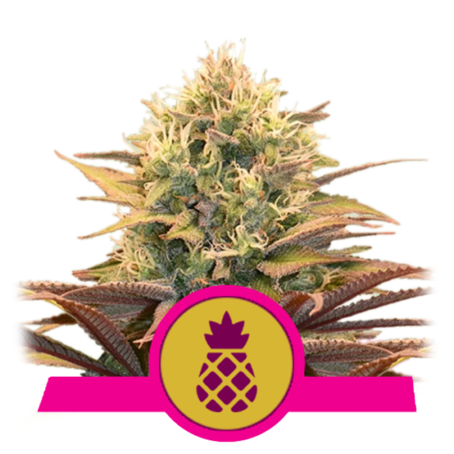 RQS - Pineapple Kush