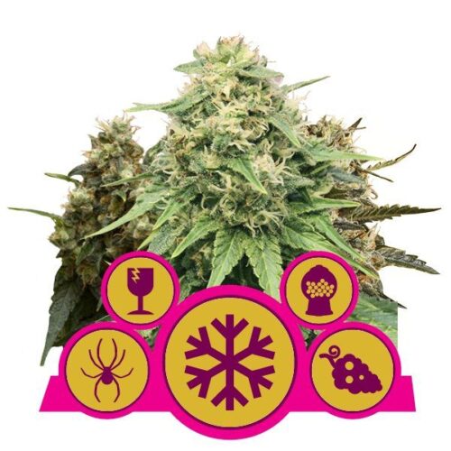 RQS - Feminized Mix