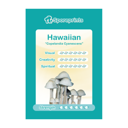 Hawaiian Sporenprint – Psilocybe Cubensis